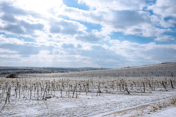 Hilly white vineyards in the sunshine. Frozen vineyard in white winter with slightly cloudy...