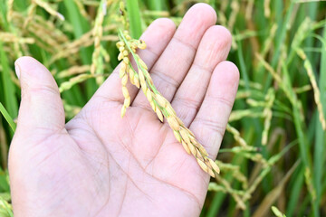 closeup the bunch ripe yellow green paddy plant grains hold hand in the farm over out of focus green brown background.