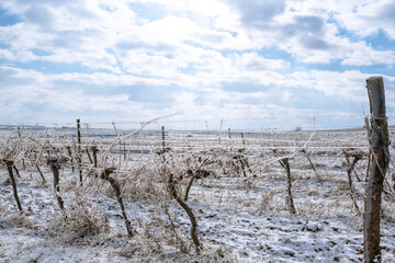 Hilly white vineyards in the sunshine. Frozen vineyard in white winter with slightly cloudy weather. Snow-covered winter landscape in Austria's wine district