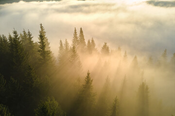 Aerial view of brightly illuminated with sunlight beams foggy dark forest with pine trees at autumn sunrise. Amazing wild woodland at misty dawn. Environment and nature protection concept