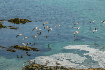 Seagulls fly over the coast in search of fish to feed on