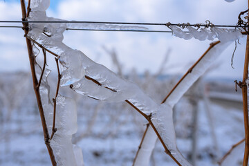 Close up of a frozen grapevine in sunshine. Water cluster after frozen rain in the sunlight. Photo suitable as a mural for wineries