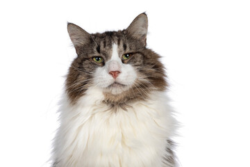 Head shot of senior Norwegian Forestcat with entropion on both eyes. Showing upright hairs...
