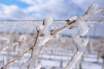 Close up of a frozen grapevine in sunshine. Water cluster after frozen rain in the sunlight. Photo...