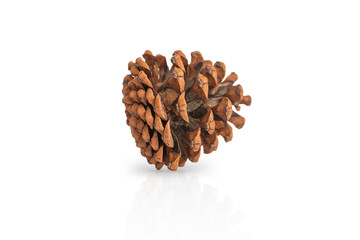 One pine cone isolated on white background