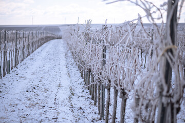 Frozen vineyard in white winter with slightly cloudy weather. Snow-covered winter landscape in...