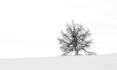 Isolated single tree on white background. black and white
