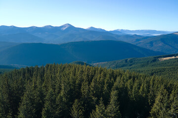 Aerial view of mountain hills covered with dense green pine woods on bright day