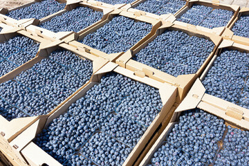 Stacked shipping boxes with blueberries
