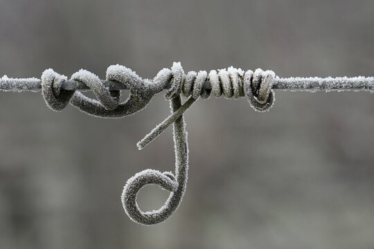 Vrille de vigne givr&eacute;e