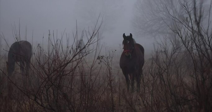 Wild horse stud in the fog. Horses outside in the fog mountains, munching on grass and relaxing. Horses are grazing outside in the mountains during the spring and summer