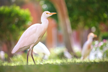 White cattle egret wild bird, also known as Bubulcus ibis walking on green lawn in summer