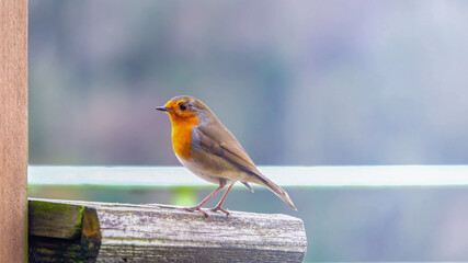 close up of a robin redbreast (Erithacus rubecula) on a wooden bird feeder table