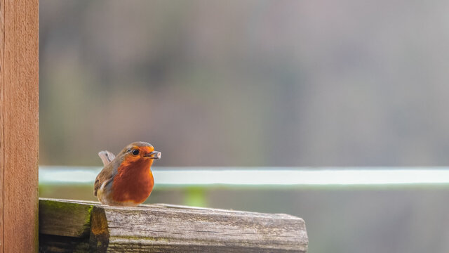 13,656개의 최고 Erithacus 이미지, 스톡 사진 및 벡터 Adobe Stock