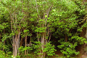 green lush foliage in the forest. environmental conservation