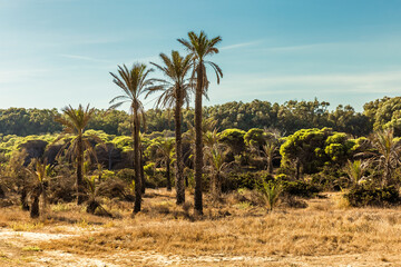 Mediterranean landscape with palm trees and green vegetation in summer. Guardamar, alicante. Spain