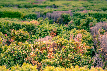 natural multicolored backgrounds leaves in springtime
