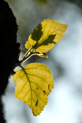 Yellow leaf with an insect
