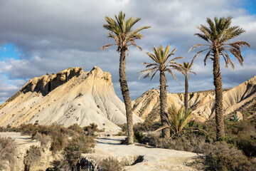 Tabernas desert- mountain and palm tree