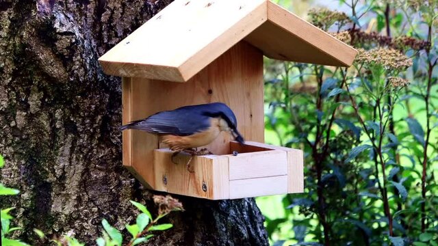 nuthatch in a bird feeder pecks birdseed 
