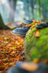 Vertical shot of a large parasitic mushroom that grows on tree trunks © Fotografiecor Nl/Wirestock