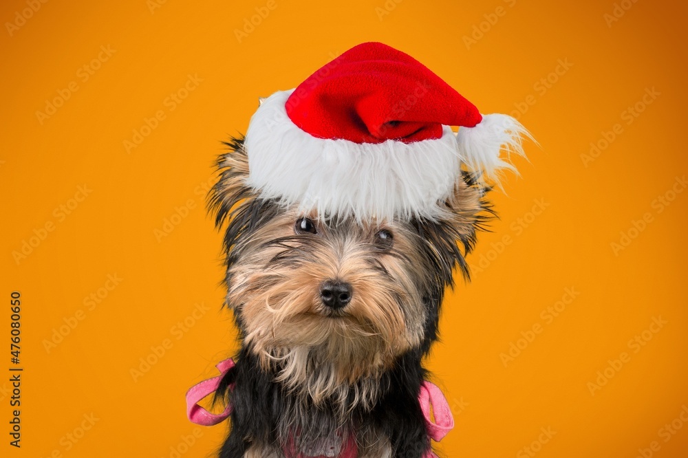 Poster Portrait of a dog in a new year's red Santa Claus hat on a background.