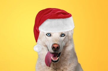 Portrait of a dog in a new year's red Santa Claus hat on a background.