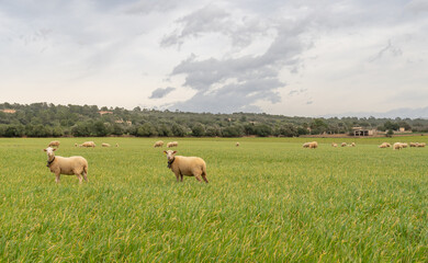 Fototapeta premium Green grass meadow with white sheep grazing