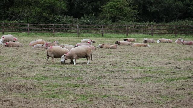 Sheep Head Butting Another Sheep in a Fight in Slow Motion