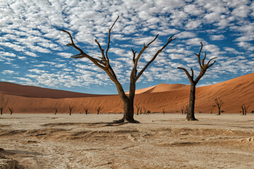 Dead trees with a beautiful cloudy sky at sunrise in Dead Vlei in Sossusvlei, part of the Namib-Naukluft National Park  - Namibia