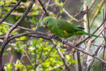 A parrot high in a tree. The Plain Parakeet. Species Brotogeris tyrica. It is a typical parakeet of the Brazilian Atlantic forest. Birdwatching. Birding.