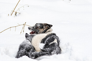 Two dogs playing in the snow