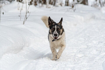 dog running in the snow 
