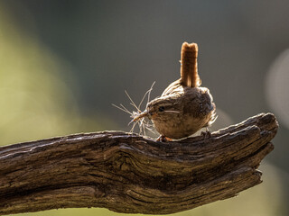 A wren rests on a branch, it's beak full of insects and other delicious morsels for its young