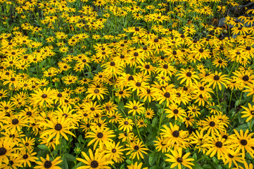 Rudbeckia fulgida var deamii, herbaceous perenial, bright yellow flowers with black centres growing in a garden