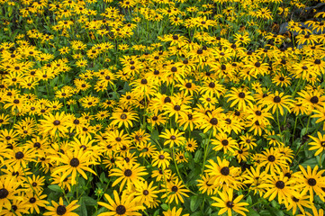 Rudbeckia fulgida var deamii, herbaceous perenial, bright yellow flowers with black centres growing...