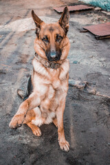 German shepherd dog performs the command to give a paw while sitting in the yard. Beautiful dog raises its paw up. High quality photo