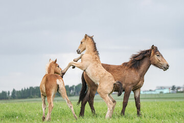 Obraz premium Young cheerful foals frolic on the green field.
