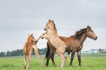 Young cheerful foals frolic on the green field.