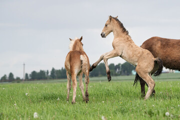 Young cheerful foals frolic on the green field.