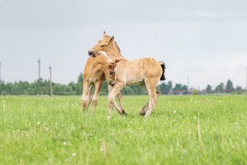 Young cheerful foals frolic on the green field.