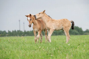 Naklejka na ściany i meble Young cheerful foals frolic on the green field.