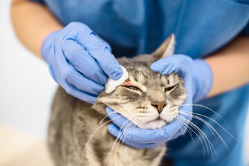 Veterinarian doctor is disinfecting the skin of a cat