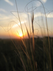 Feather grass stems at sunset close-up