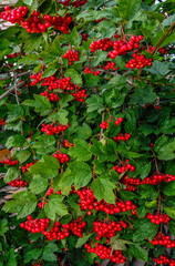 Viburnum bush with red shiny berries and green leaves in forest. Early autumn background Ripening bright red clusters of viburnum and lush green foliage - decoration of autumnal forest. Beauty of natu
