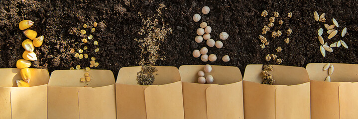 Seeds in bags on the soil. Selective focus. - obrazy, fototapety, plakaty