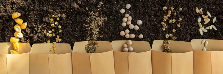 Fotobehang Seeds in bags on the soil. Selective focus. © yanadjan