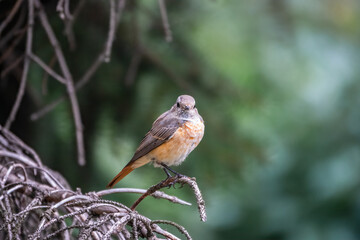The common redstart female, Phoenicurus phoenicurus, is photographed in close-up sitting on a branch against a blurred background.