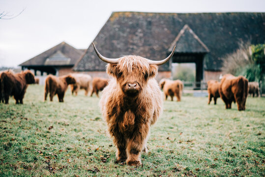 Highland Cow Premium-Bilder – Durchsuchen 648 Archivfotos, Vektorgrafiken  und Videos | Adobe Stock
