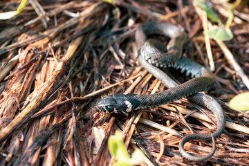 one young snake lies on the ground